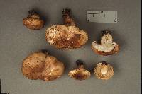 Tricholoma pudorinum image