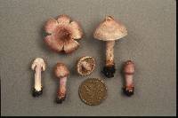 Inocybe lilacina image