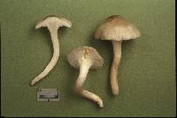 Hygrophorus mesotephrus image