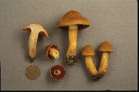 Cortinarius semisanguineus image