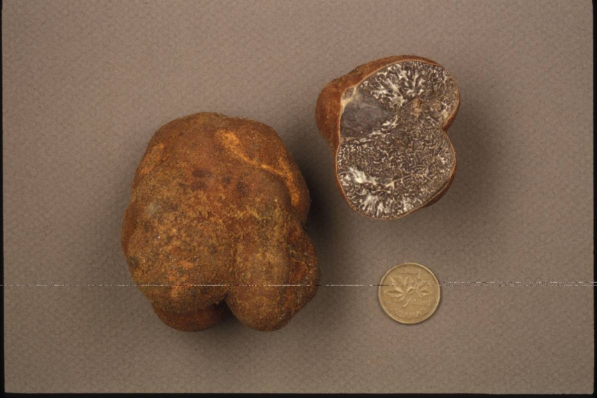 Tuber canaliculatum image