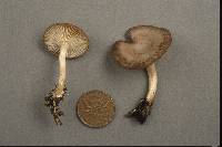 Clitocybe pruinosa image