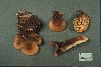 Lentinellus ursinus image