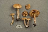 Inocybe subdecurrens image