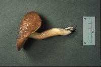 Xanthoconium affine image