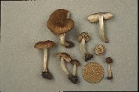 Pluteus luctuosus image