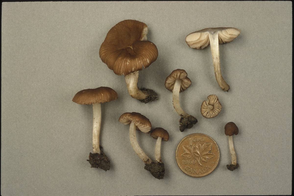 Pluteus luctuosus image