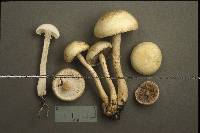 Agrocybe molesta image