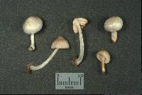 Pluteus longistriatus image