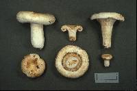 Lactarius deceptivus image