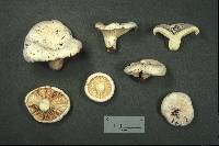 Lactarius subvellereus image