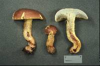 Boletus speciosus image