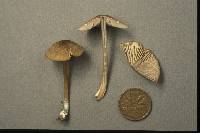 Entoloma exile image