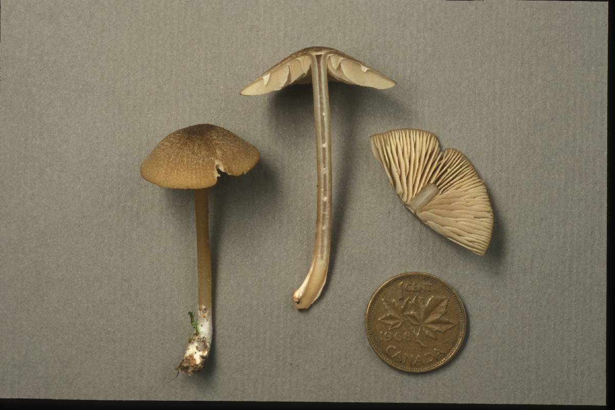 Entoloma exile image