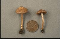 Inocybe cincinnata var. cincinnata image