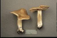 Entoloma whiteae image