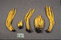 Clavulinopsis fusiformis image