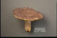 Lactarius pseudoflexuosus image