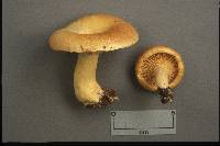 Lactarius croceus image