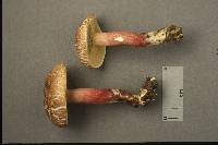 Boletus inedulis image