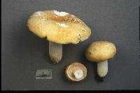 Russula ochroleucoides image