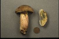 Boletus roseipes image