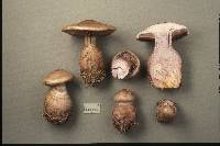 Cortinarius cyanites image