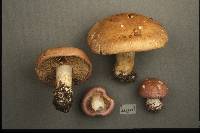 Cortinarius balteatocumatilis image