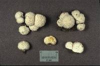 Lycoperdon curtisii image