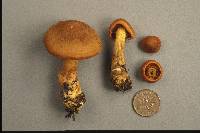 Cortinarius malicorius image