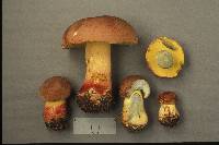 Boletus speciosus image