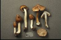 Inocybe maculata image