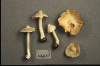 Inocybe umbratica image