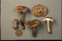 Inocybe maritimoides image