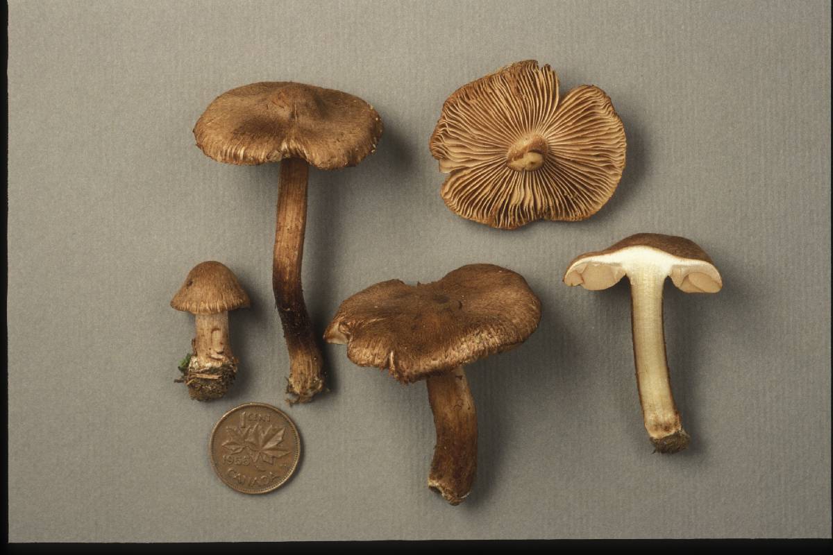 Inocybe maritimoides image