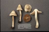 Inocybe umbratica image