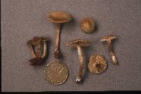 Inocybe tubarioides image