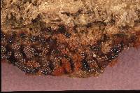 Metatrichia vesparium image