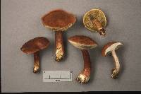 Boletus badius image