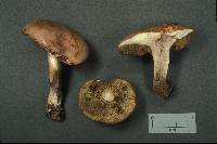 Boletus pallidus image