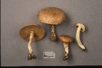 Suillus subalutaceus image