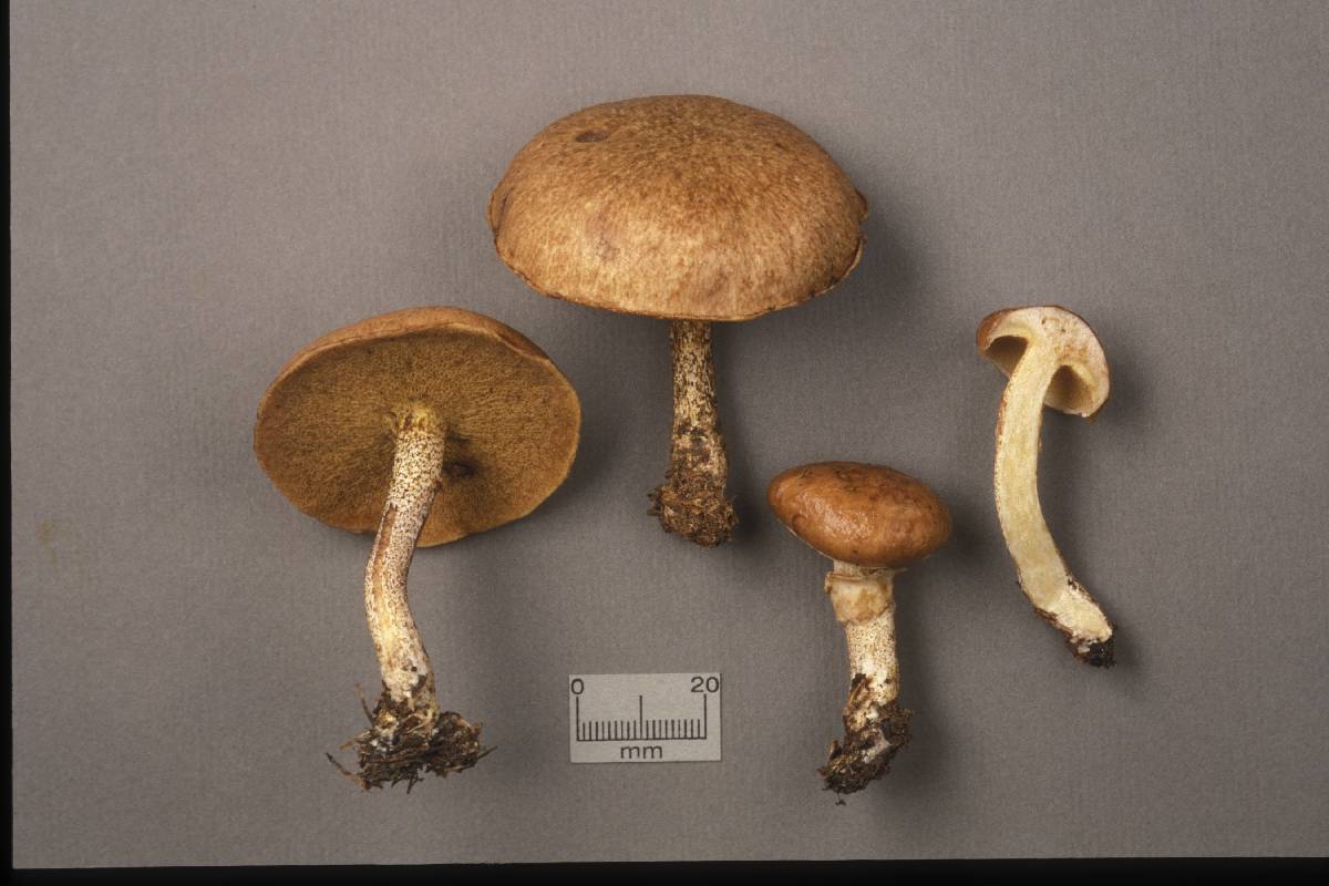 Suillus subalutaceus image