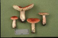 Russula subpunctata image