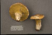 Hypomyces luteovirens image