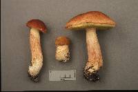 Boletus subcaerulescens image