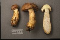 Boletus huronensis image