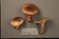 Lactarius mucidus image