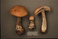 Leccinum versipelle image