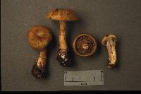 Cortinarius subtortus image