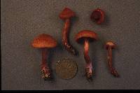 Cortinarius sanguineus image